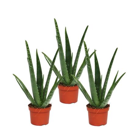 medizinisch,4-5 Jahre alt,15cm Topf,50 cm hoch,2 große Pflanzen Echte Aloe Vera