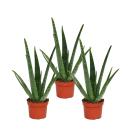 Set of 3 Aloe vera plants - approx. 2 years old - 10,5cm pot
