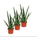 3er Set - Aloe vera - ca. 2 Jahre alt - 10,5cm Topf