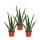 Set of 3 Aloe vera plants - approx. 2 years old - 10,5cm pot