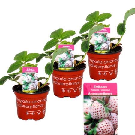 Weisse Ananas-Erdbeere Set mit 3 Pflanzen Fragaria Ausgefallene Sorte für Liebhaber des besonderen