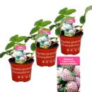 Weisse Ananas-Erdbeere - Set mit 3 Pflanzen - Fragaria - Ausgefallene Sorte f&uuml;r Liebhaber des besonderen