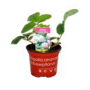 Weisse Ananas-Erdbeere - Set mit 3 Pflanzen - Fragaria -...