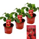 Framboise-Fraise - Ensemble de 3 plantes - Fragaria - Variété extravagante pour les amateurs de lextraordinaire