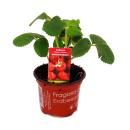 Himbeer-Erdbeere - Set mit 3 Pflanzen - Fragaria - Ausgefallene Sorte f&uuml;r Liebhaber des Besonderen
