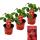 Himbeer-Erdbeere - Set mit 3 Pflanzen - Fragaria - Ausgefallene Sorte f&uuml;r Liebhaber des Besonderen