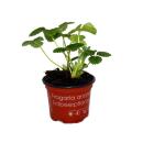 Fraise blanche "Blanche-Neige" - Ensemble de 3 plantes - Fragaria - Une variété extraordinaire pour les amoureux de lextraordinaire