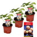 White Strawberry &quot;Snow White&quot;- Set of 3 Plants - Fragaria - Unusual Variety for the Connoisseur of the Unusual