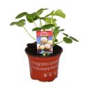 White Strawberry &quot;Snow White&quot;- Set of 3 Plants - Fragaria - Unusual Variety for the Connoisseur of the Unusual