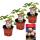 Fraise blanche "Blanche-Neige" - Ensemble de 3 plantes - Fragaria - Une variété extraordinaire pour les amoureux de lextraordinaire