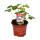 Fraise blanche "Blanche-Neige" - Ensemble de 3 plantes - Fragaria - Une variété extraordinaire pour les amoureux de lextraordinaire