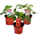 Unusual &amp; Fancy Strawberries - 3 different plants -...