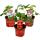 Ausgefallene Erdbeer-Sorten - 3 Pflanzen - Weisse Erdbeere"Snow White" - Ananas-Erdbeere - Himbeer-Erdbeere