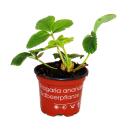 Ananas blanc - Fraise - Fragaria ananassa - Ensemble de 4 plantes