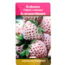 Ananas blanc - Fraise - Fragaria ananassa - Ensemble de 4 plantes