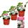 Ananas blanc - Fraise - Fragaria ananassa - Ensemble de 4 plantes