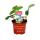 Ananas blanc - Fraise - Fragaria ananassa - Ensemble de 4 plantes