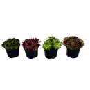 Sempervivum - Set of 4 different plants