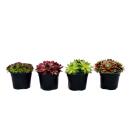 Sempervivum - Set of 4 different plants