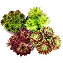 Sempervivum - Set of 12 different plants