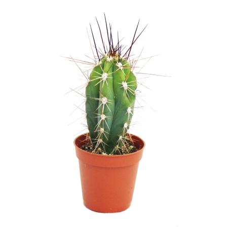 Stetsonia coryne - N&auml;hnadel-Kaktus - 5,5cm Topf