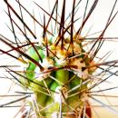 Stetsonia Coryne - aiguille &agrave; coudre cactus - pot de 5,5 cm
