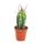 Stetsonia Coryne - aiguille &agrave; coudre cactus - pot de 5,5 cm