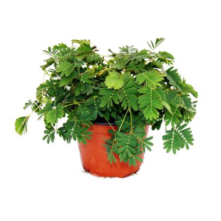Mimosa pudica &quot;Touch-Me-Not&quot; - The Plant That Reacts To Your Touch - 9cm Pot