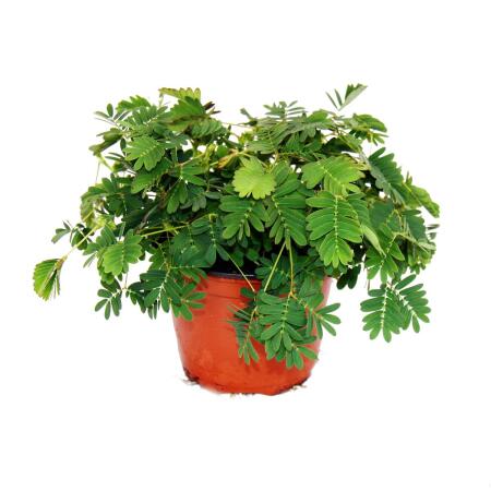 Mimosa "Touch-Mich-Nicht-An" - La plante qui réagit au toucher - pot de 9cm