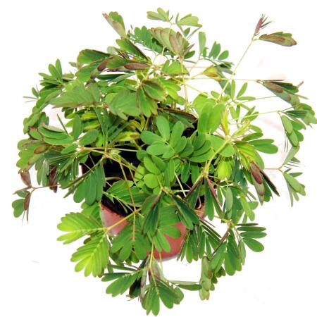 drachenblatt zimmerpflanze Dracaena Lemon Drachenbaum XXL 110cm – vielgrün