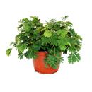 Mimosa pudica "Touch-Me-Not" - The Plant That Reacts To Your Touch - 9cm Pot