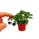 Mimosa pudica &quot;Touch-Me-Not&quot; - The Plant That Reacts To Your Touch - 9cm Pot