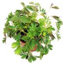 Mimosa pudica "Touch-Me-Not" - The Plant That Reacts To Your Touch - 9cm Pot