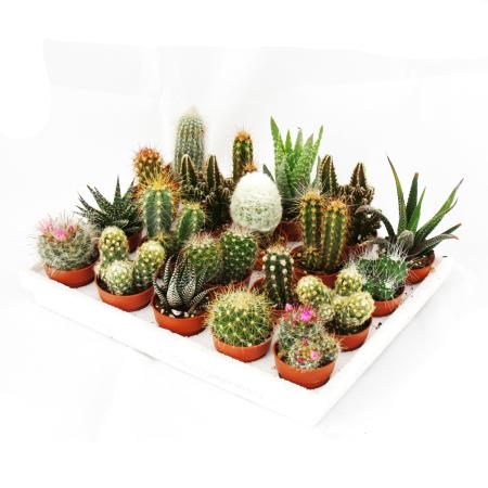 Mini-Cactus and Succulents - Collection of 20 Cute Plants