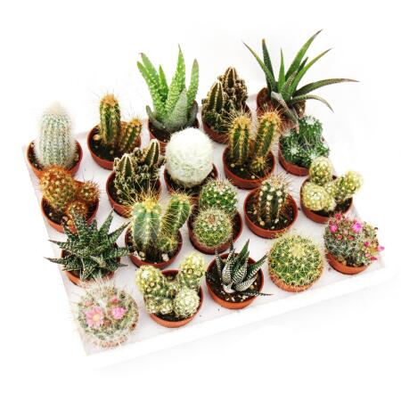 mini Succulent Collection - Mini cactus & succulent Trio — Sweet Blooms  Atelier