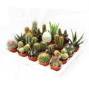 Mini-Cactus and Succulents - Collection of 20 Cute Plants