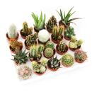 Mini-Cactus and Succulents - Collection of 20 Cute Plants