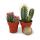 Mini cactus et succulents - Lot de 20 plantes