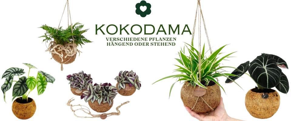 Exotenherz - exotic plants for your home