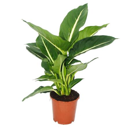 Dieffenbachia 