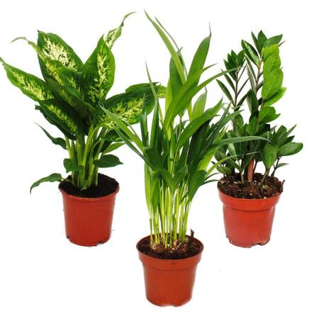 Set-Dieffenbachia-Dypsis lutescens-Zamioculcas